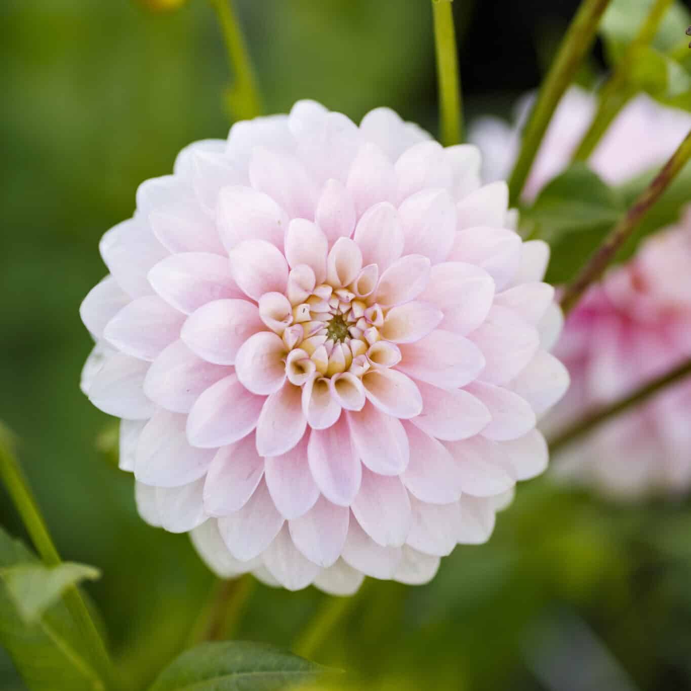 Dahlia 'Janick's Symphony'