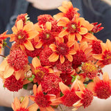 Dahlia 'Josie'