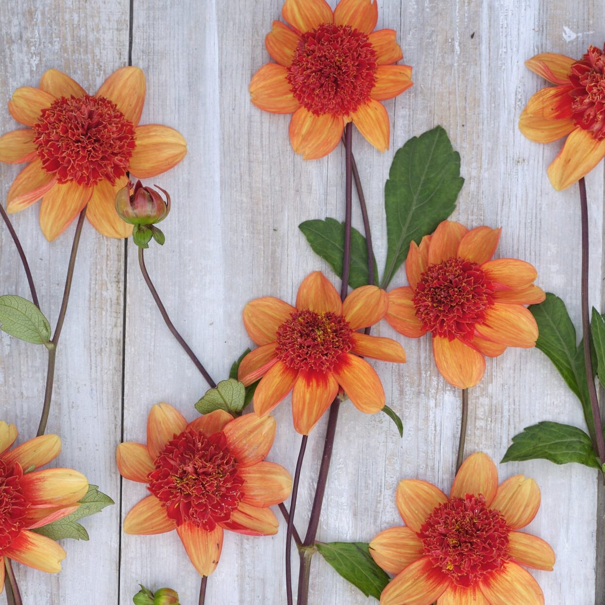 Dahlia 'Josie'