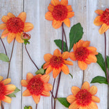 Dahlia 'Josie'