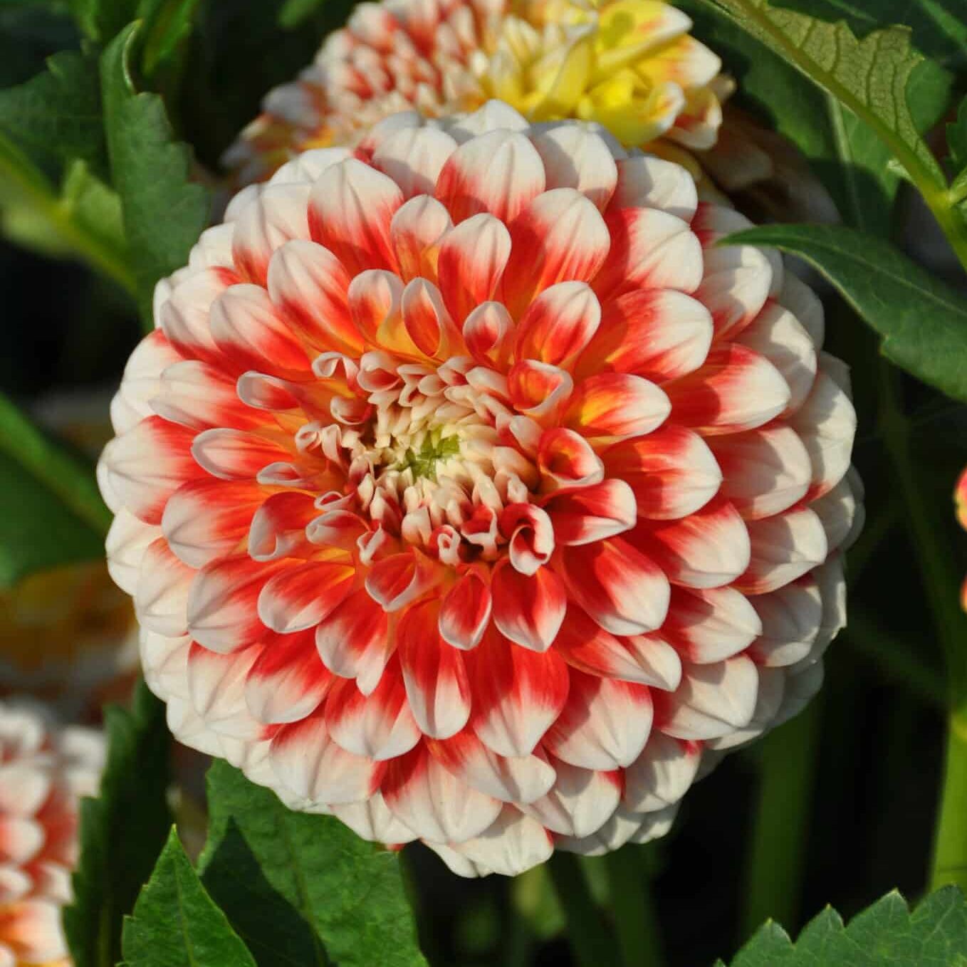 Dahlia 'Jowey Fantasy'