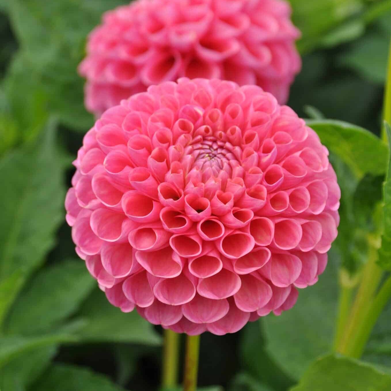 Dahlia 'Jowey Frambo'