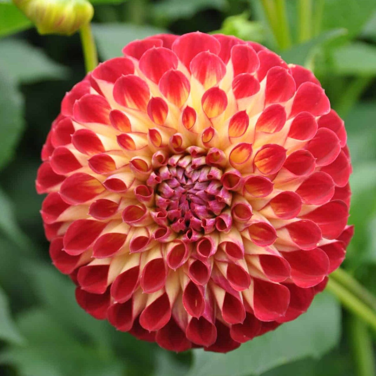 Dahlia 'Jowey Joshua'