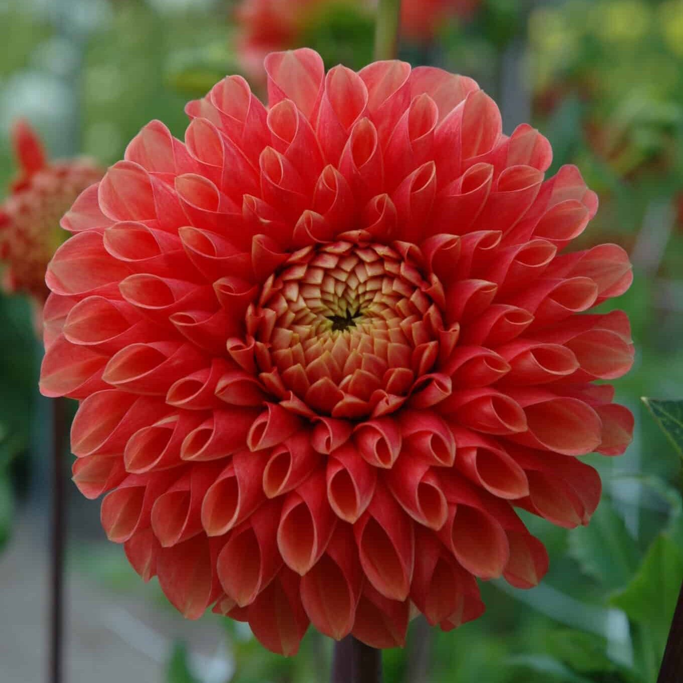 Dahlia 'Jowey Linda'