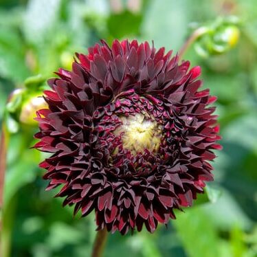 Dahlia 'Jowey Mirella'