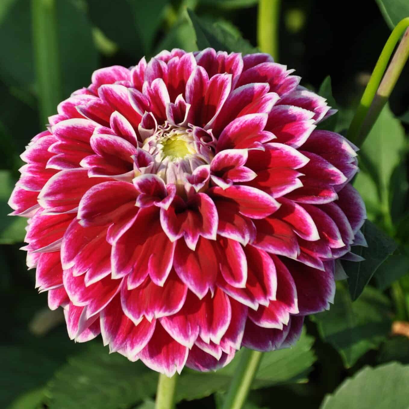 Dahlia 'Jowey Paradise'