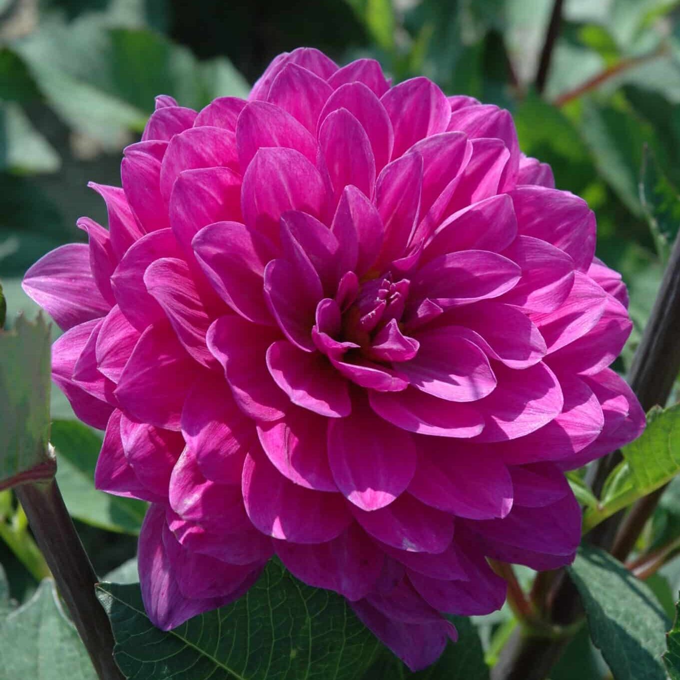 Dahlia 'Karma Lagoon'