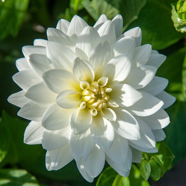 Dahlia 'Karma Maarten Zwaan'