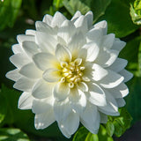 Dahlia 'Karma Maarten Zwaan'