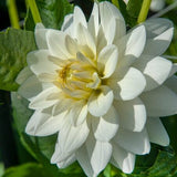 Dahlia 'Karma Maarten Zwaan'