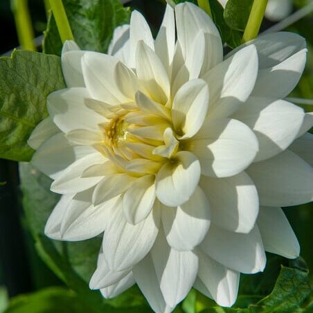 Dahlia 'Karma Maarten Zwaan'