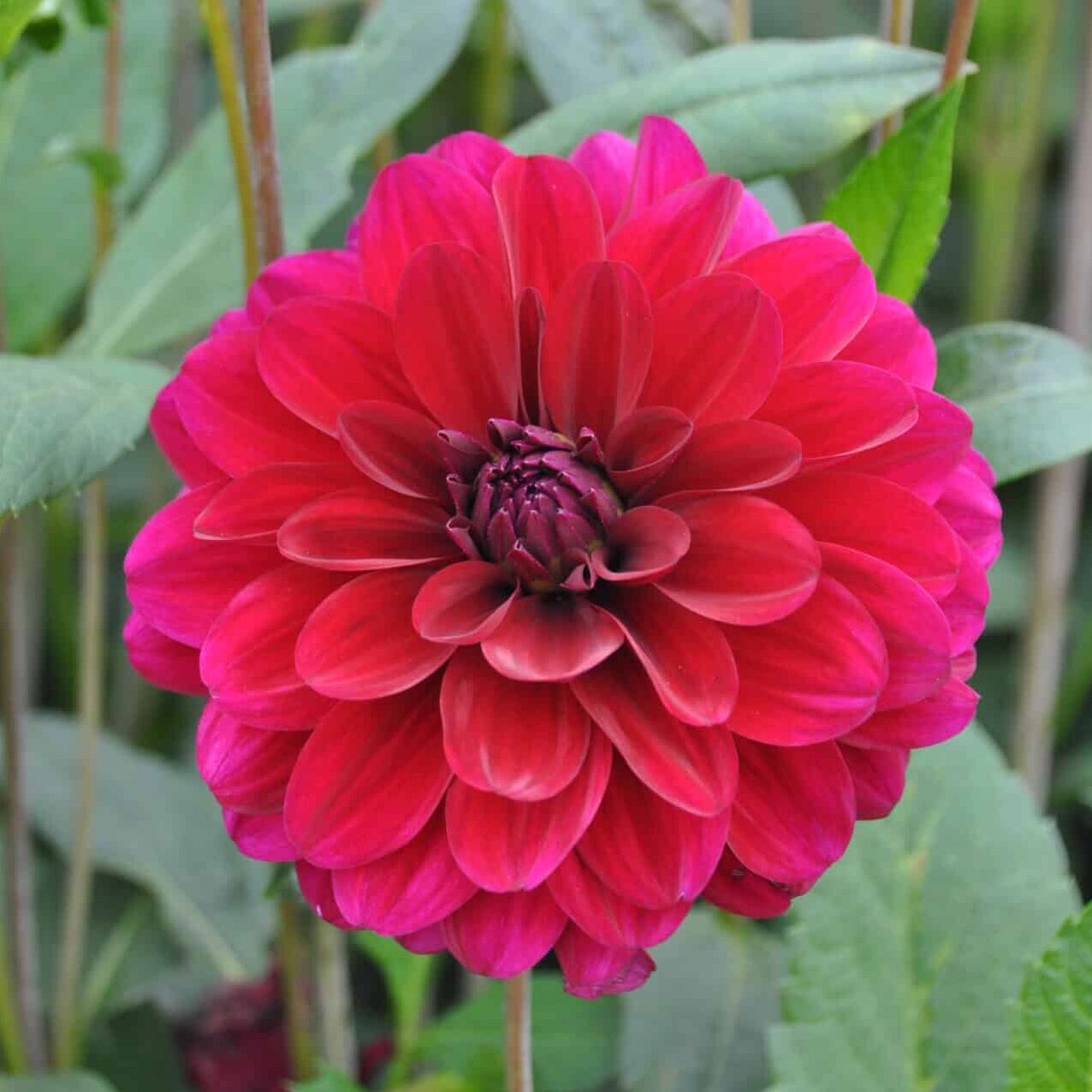 Dahlia 'Karma Naomi'