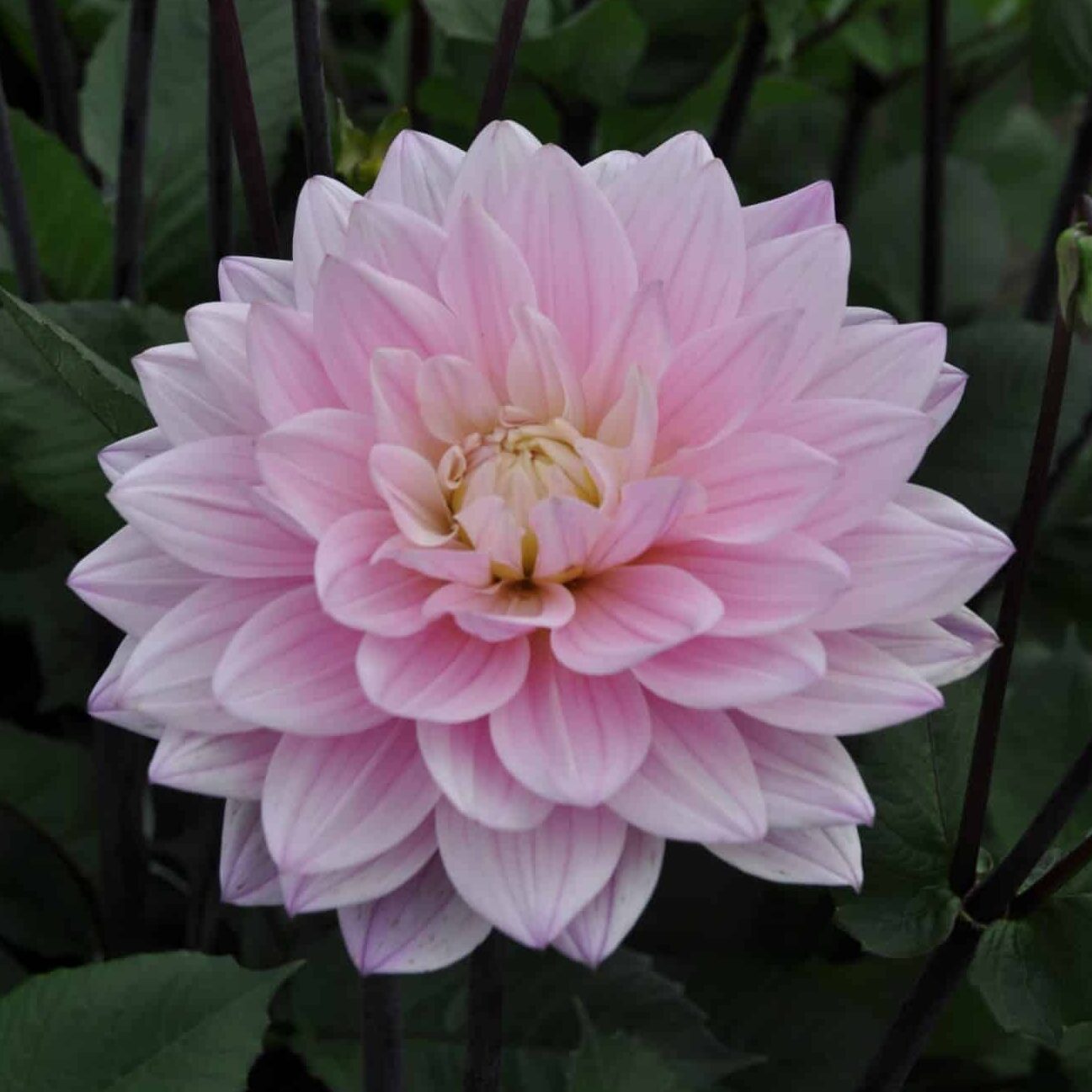 Dahlia 'Karma Prospero'