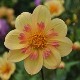 Dahlia 'Kelsey Annie Joy'