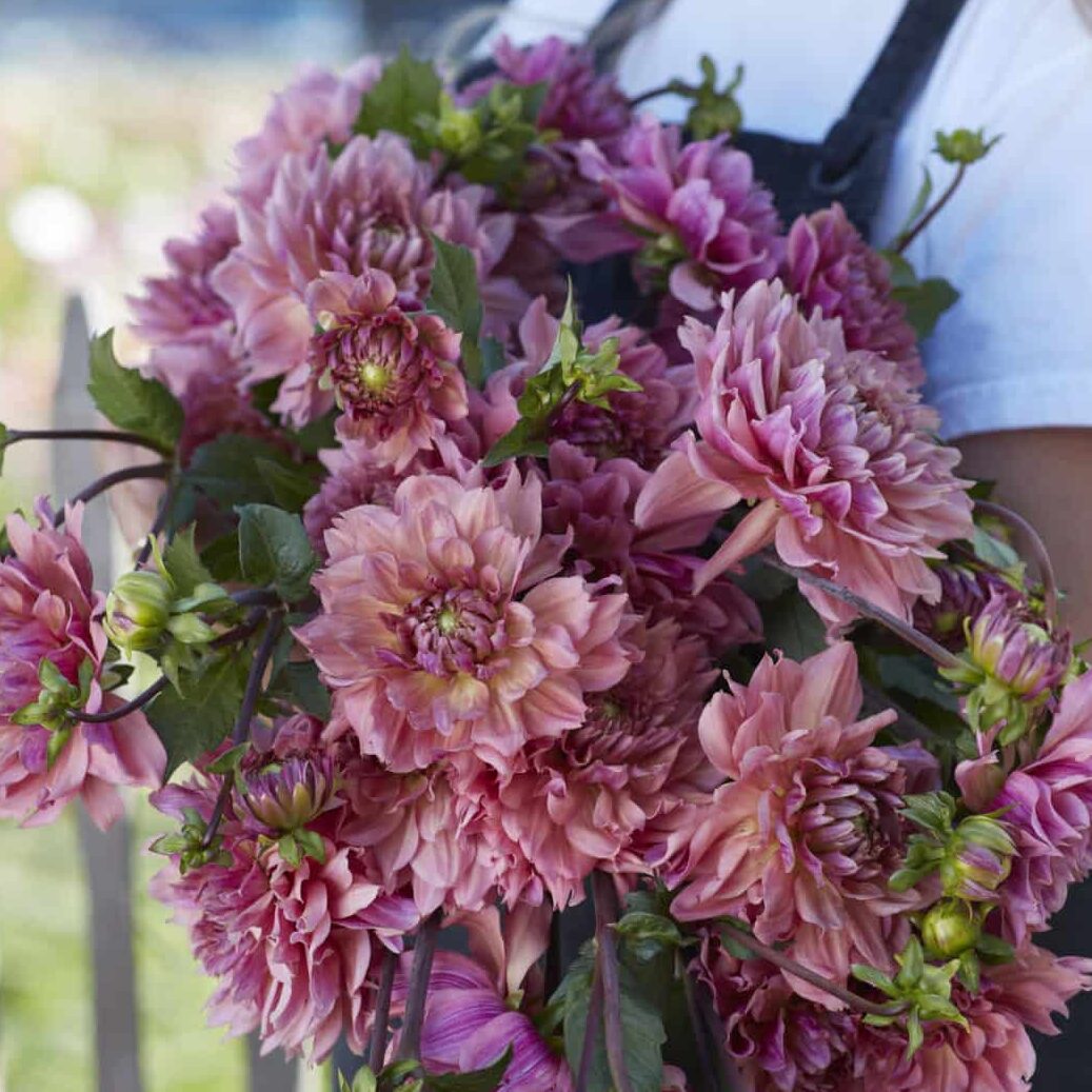 Dahlia 'La Belle Epoque'