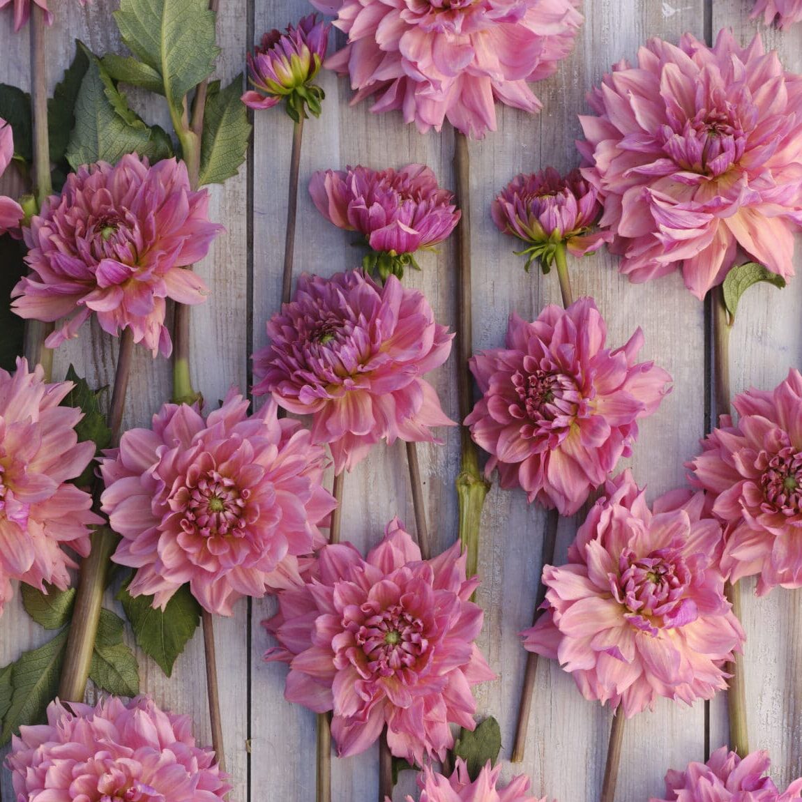 Dahlia 'La Belle Epoque'