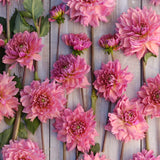 Dahlia 'La Belle Epoque'