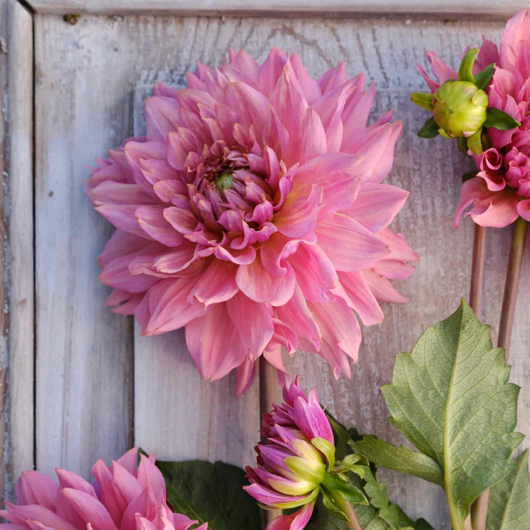 Dahlia 'La Belle Epoque'