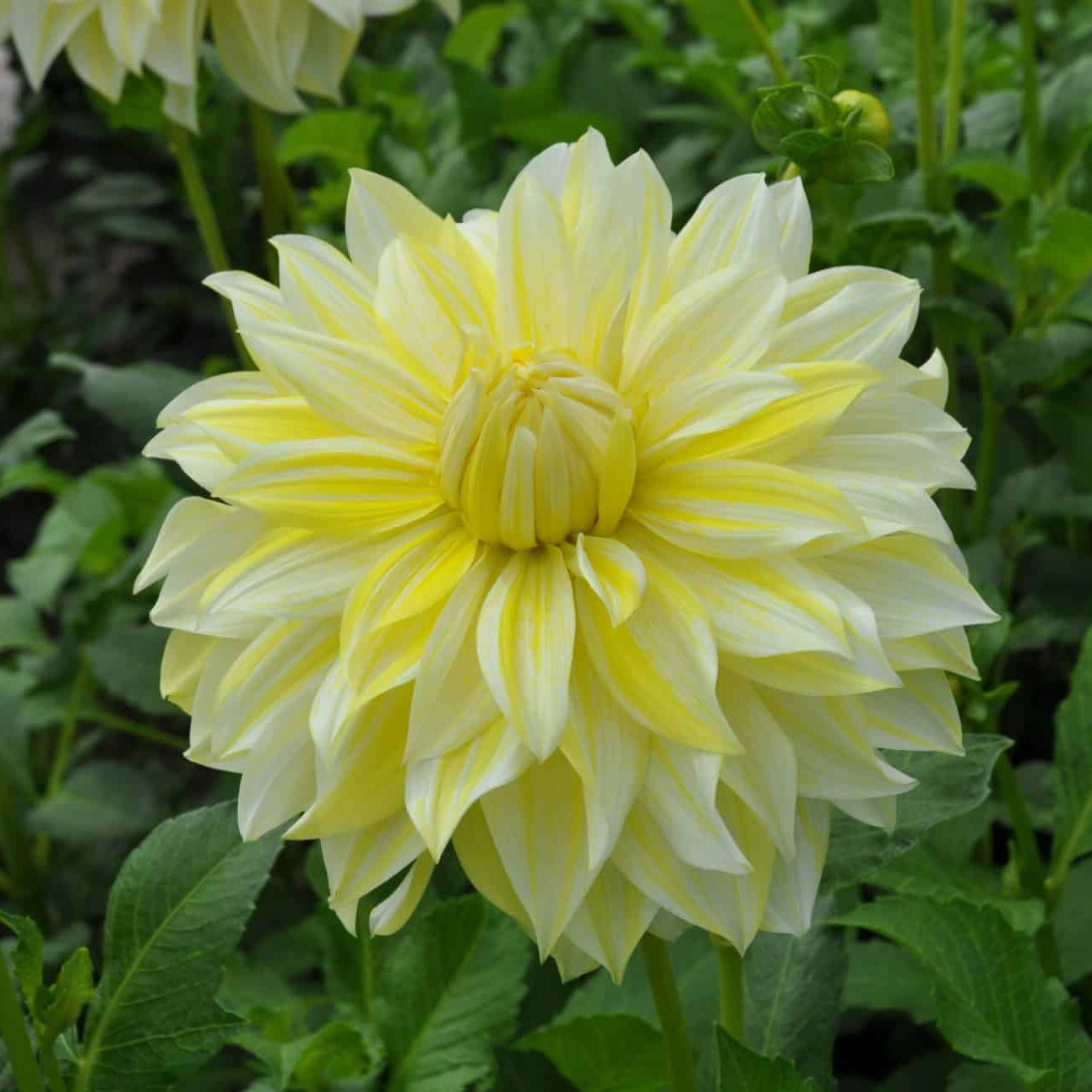 Dahlia 'La Luna US'