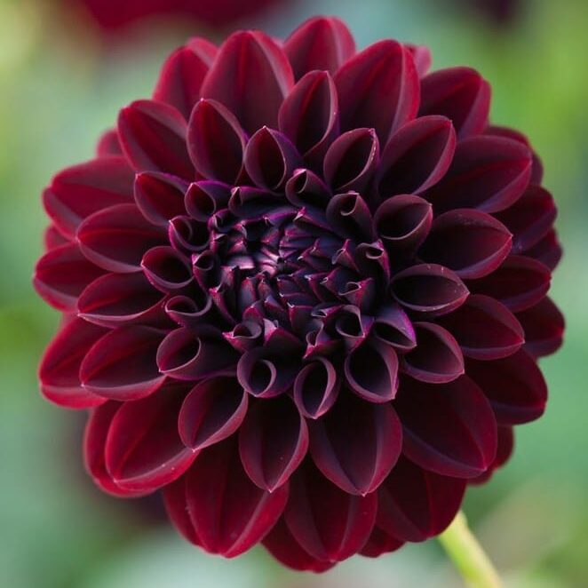 Dahlia 'La Recoleta'
