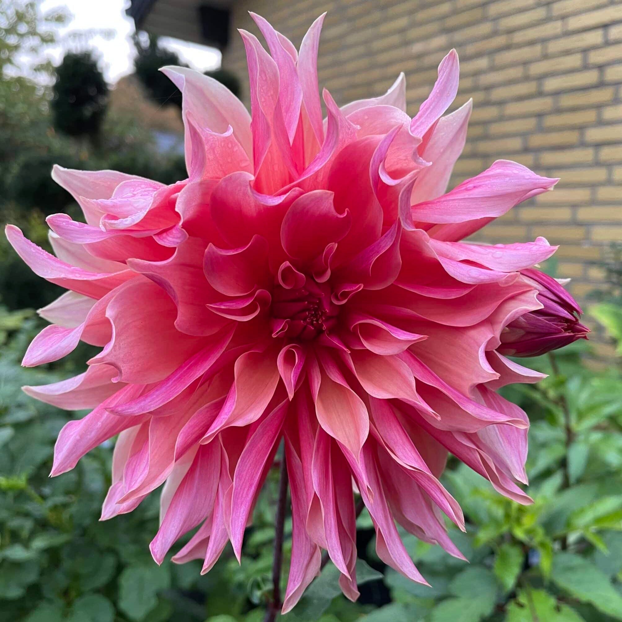 Dahlia 'Labyrinth'