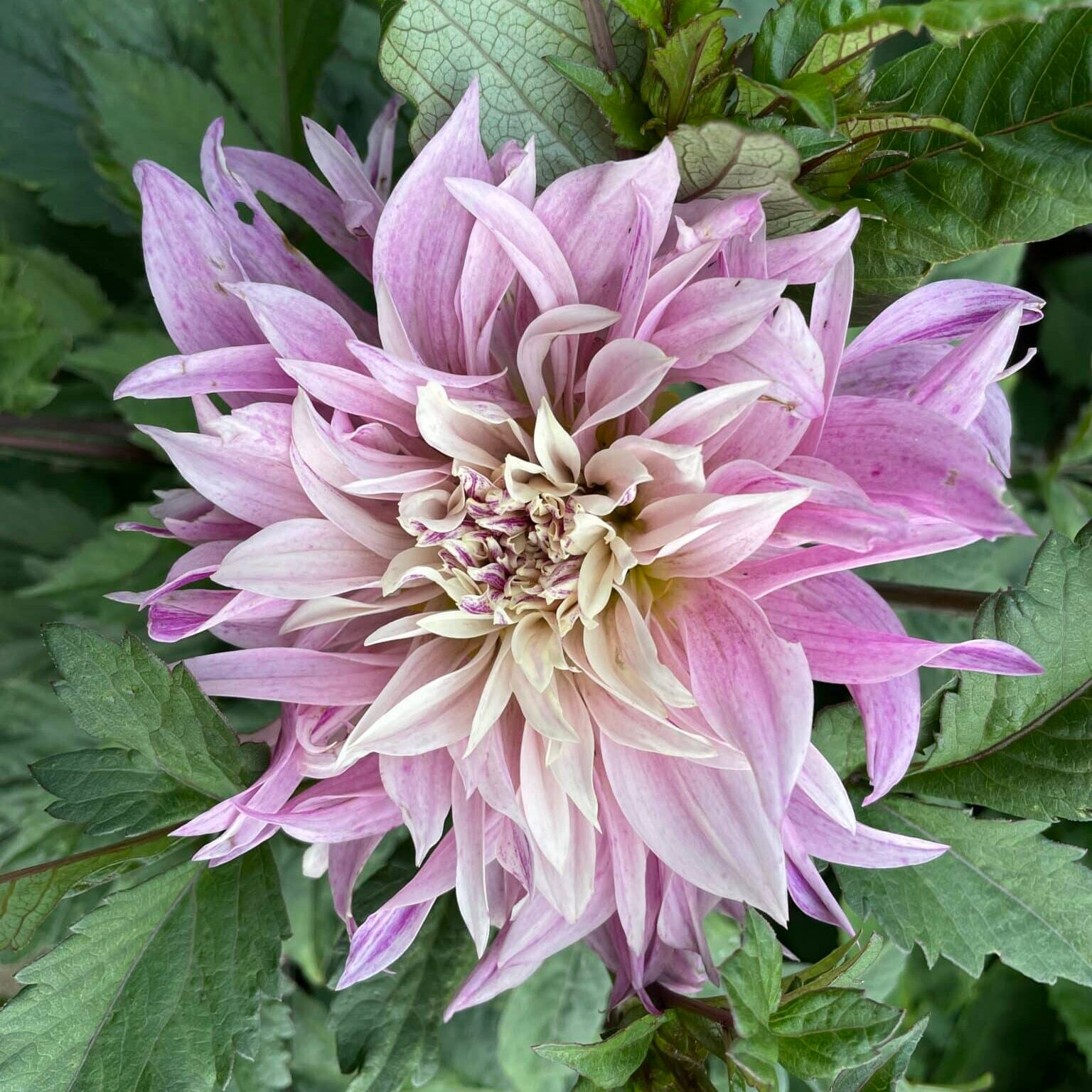 Dahlia 'Labyrinth Twotone'