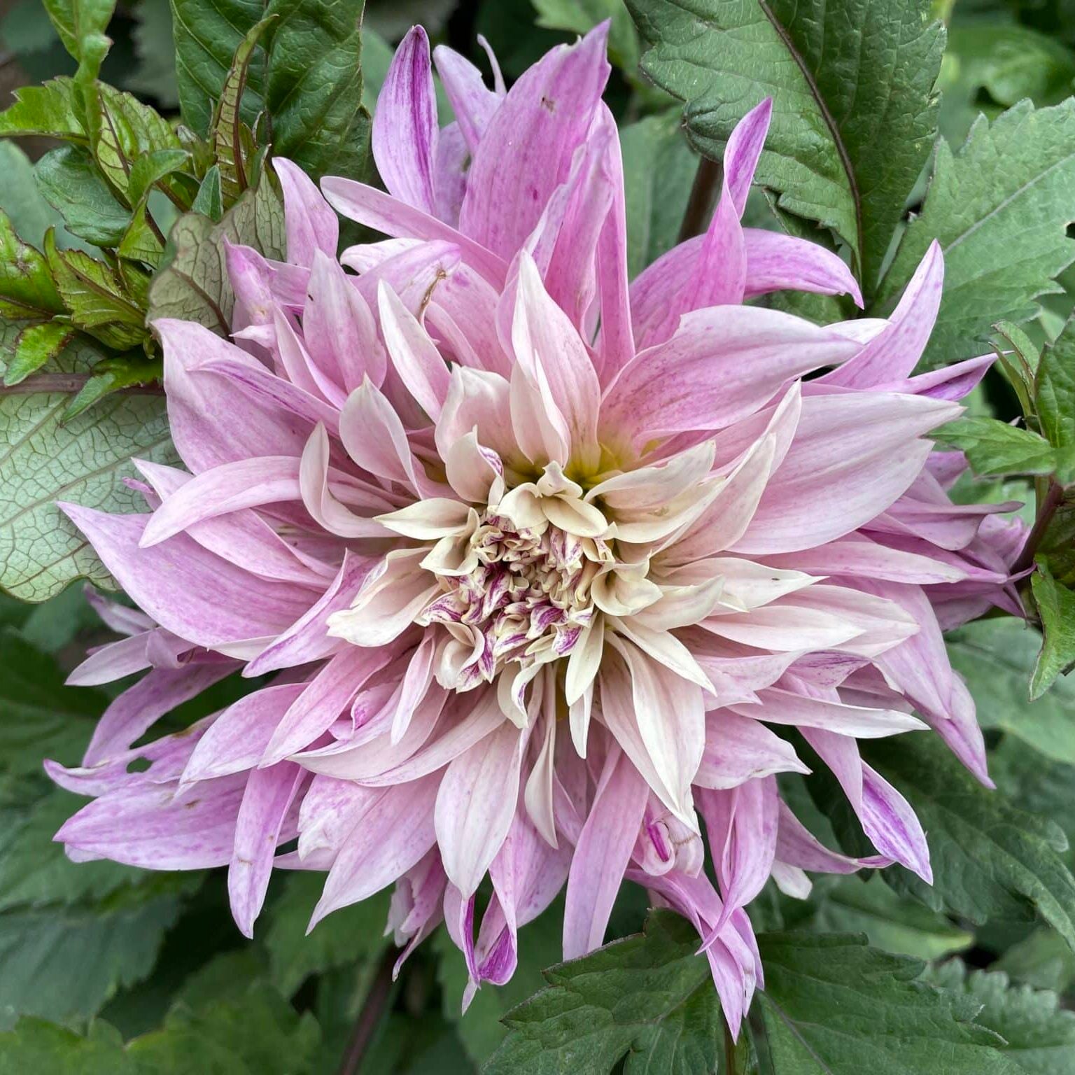 Dahlia 'Labyrinth Twotone'