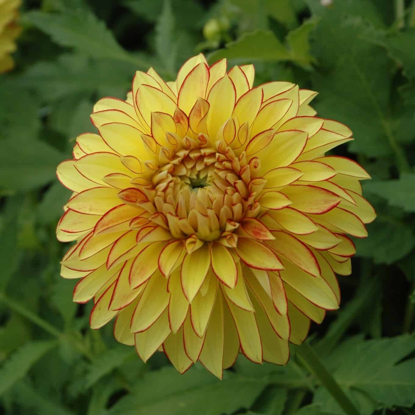 Dahlia 'Lake Ontario'