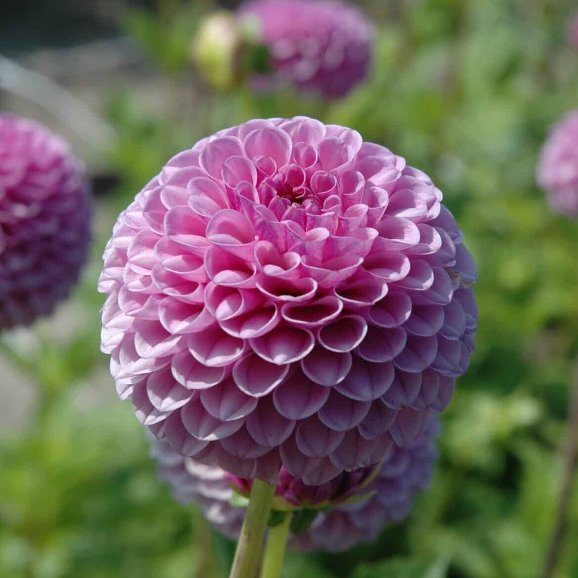 Dahlia 'Lipoma'