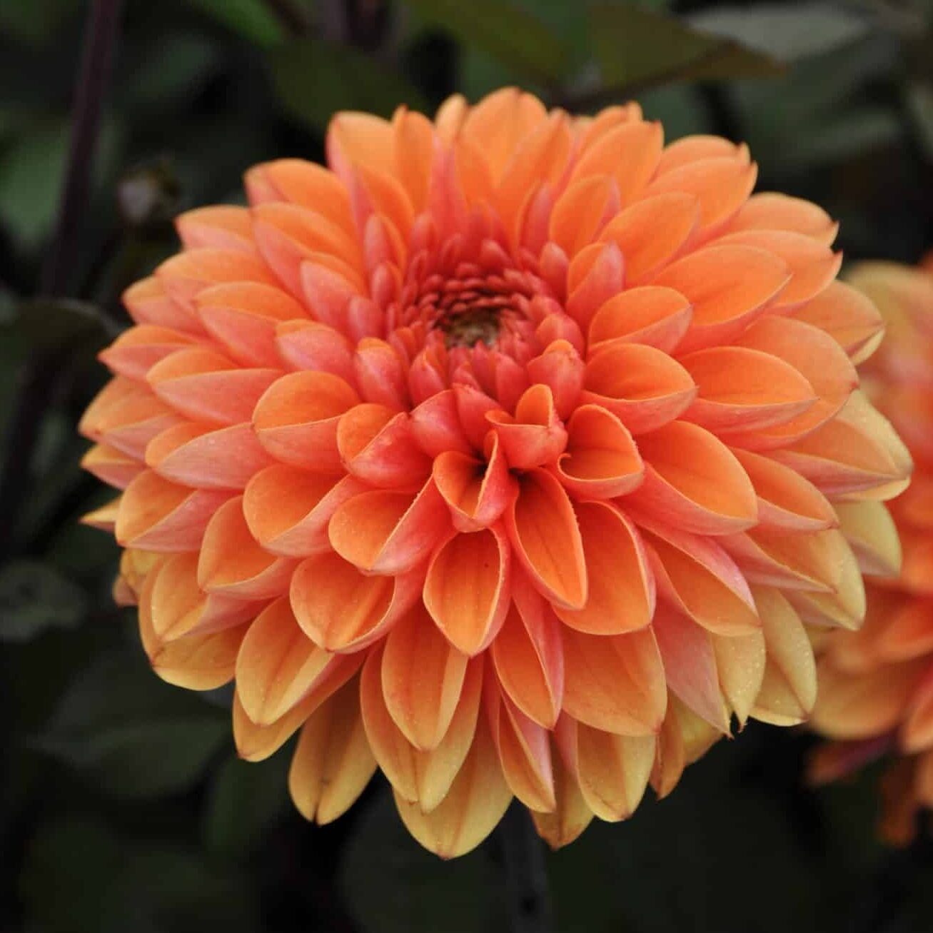 Dahlia 'Love of my Life'