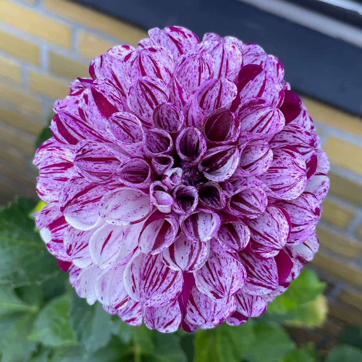 Dahlia 'Marble Ball'