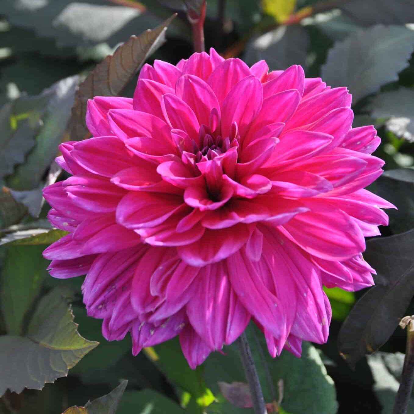 Dahlia 'Marcel Daussault'