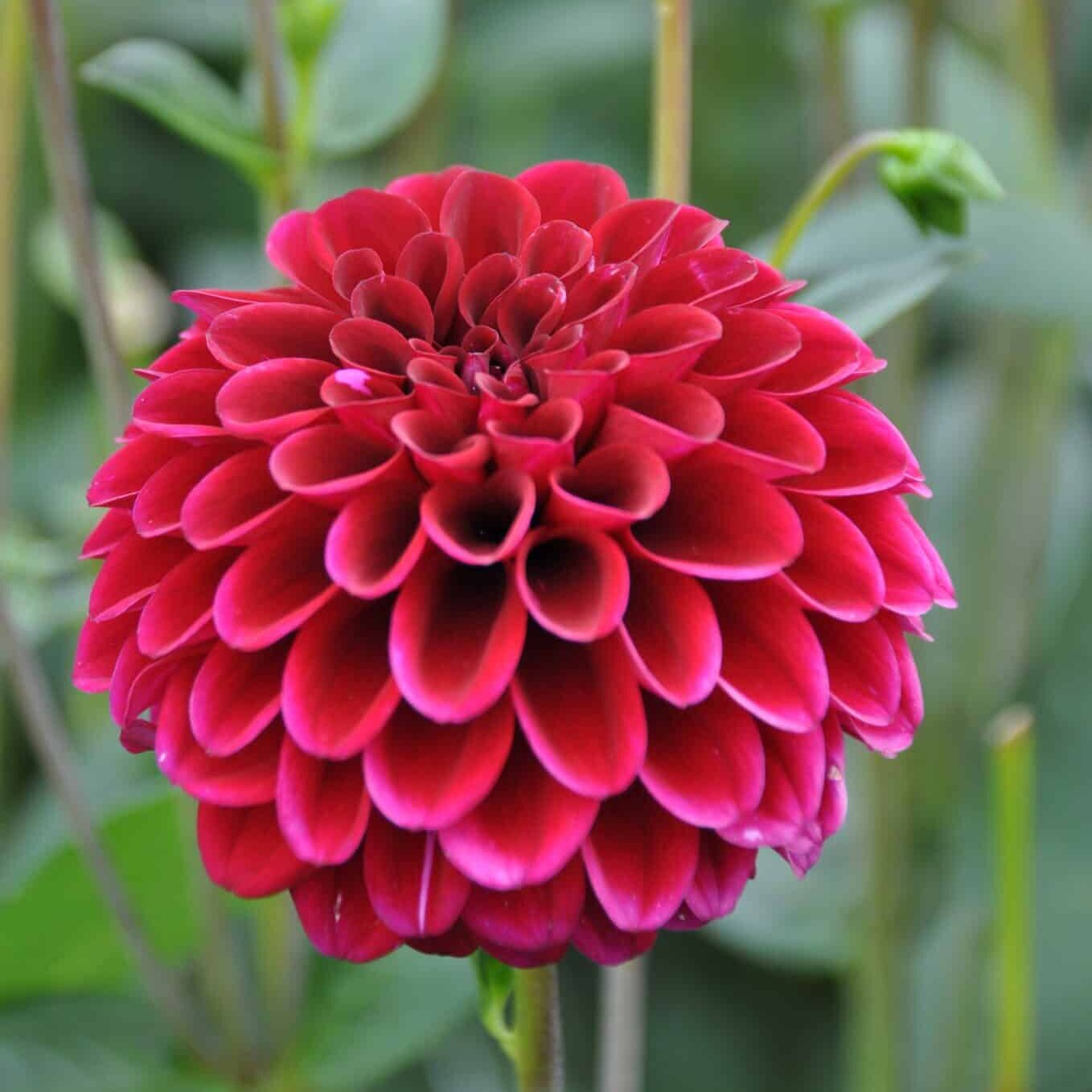 Dahlia 'Maroon Fox'