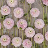 Dahlia 'Marshmellow Baby'