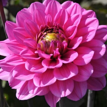 Dahlia Melody 'Fanfare'