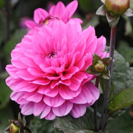 Dahlia Melody 'Fanfare'