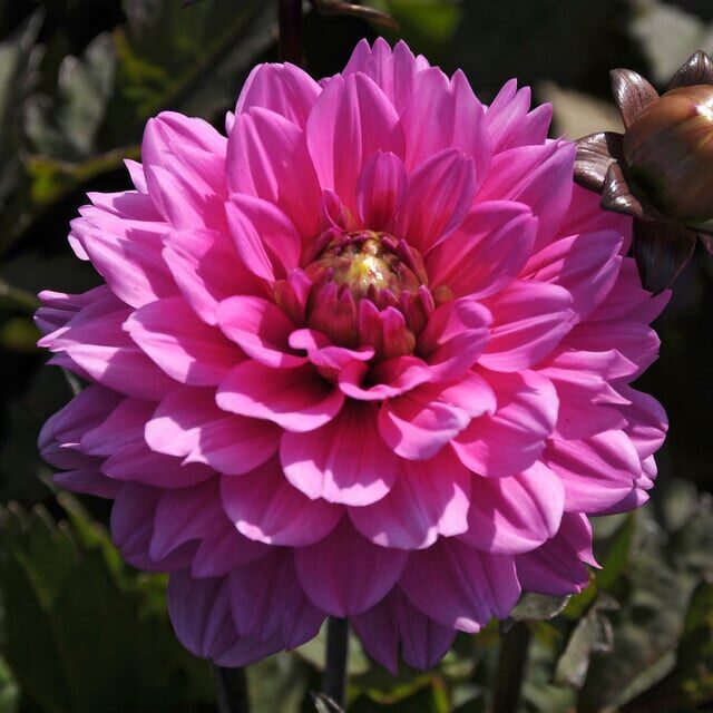 Dahlia Melody 'Fanfare'