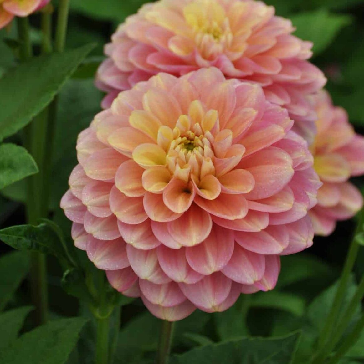 Dahlia 'Milena Fleur'