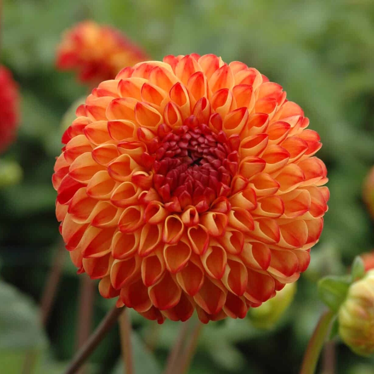 Dahlia 'Mirella'