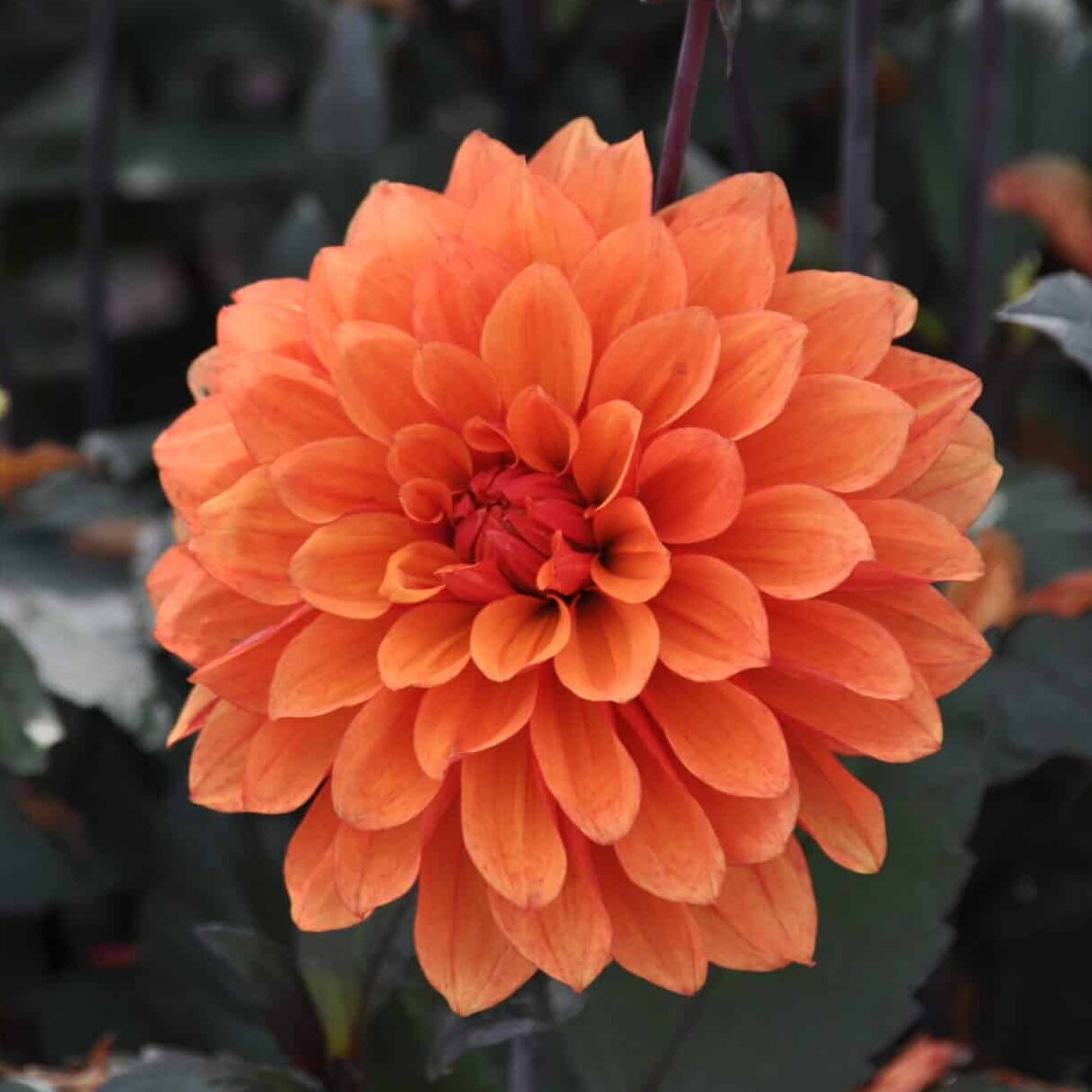 Dahlia 'Misses Trucella'