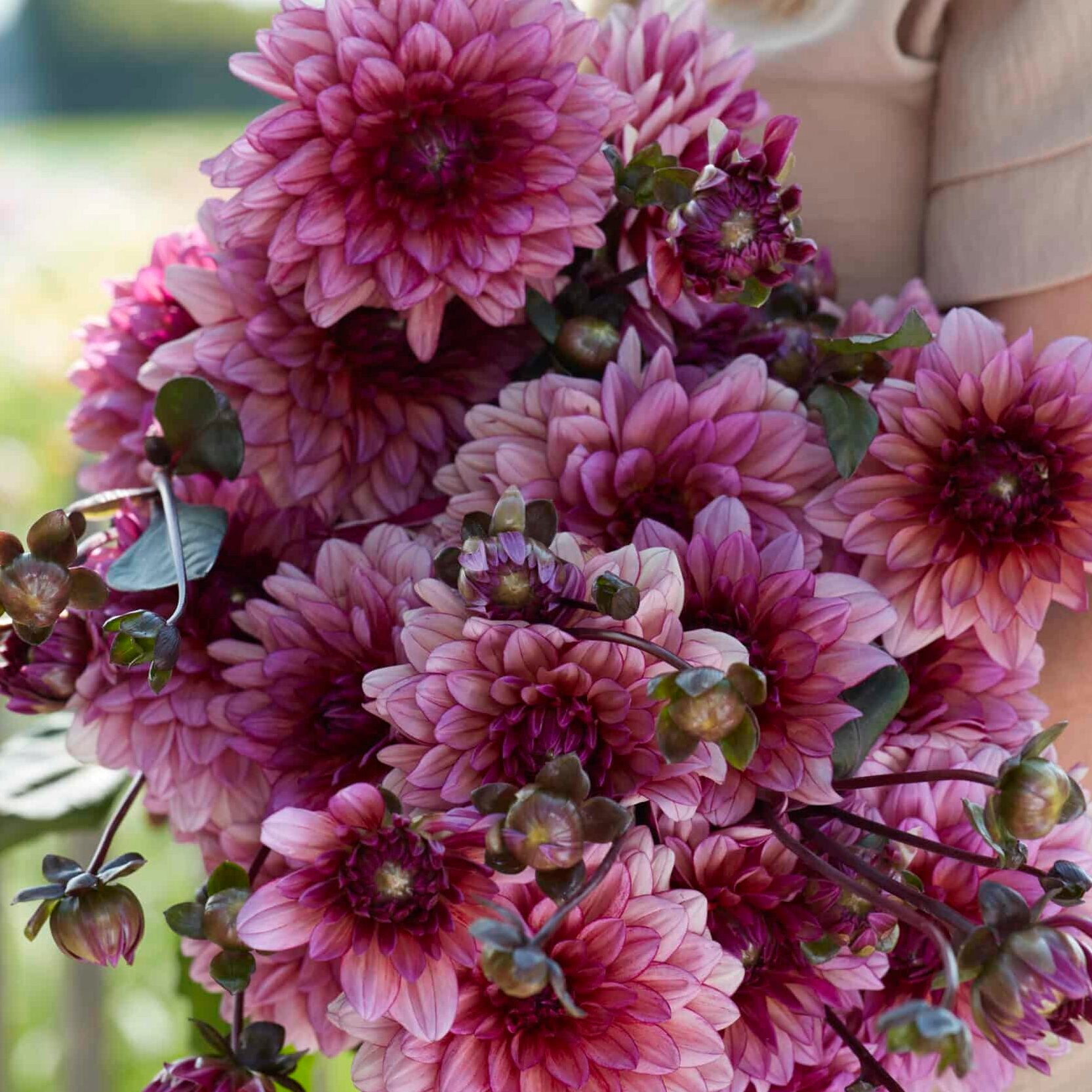 Dahlia 'Molly Raven'