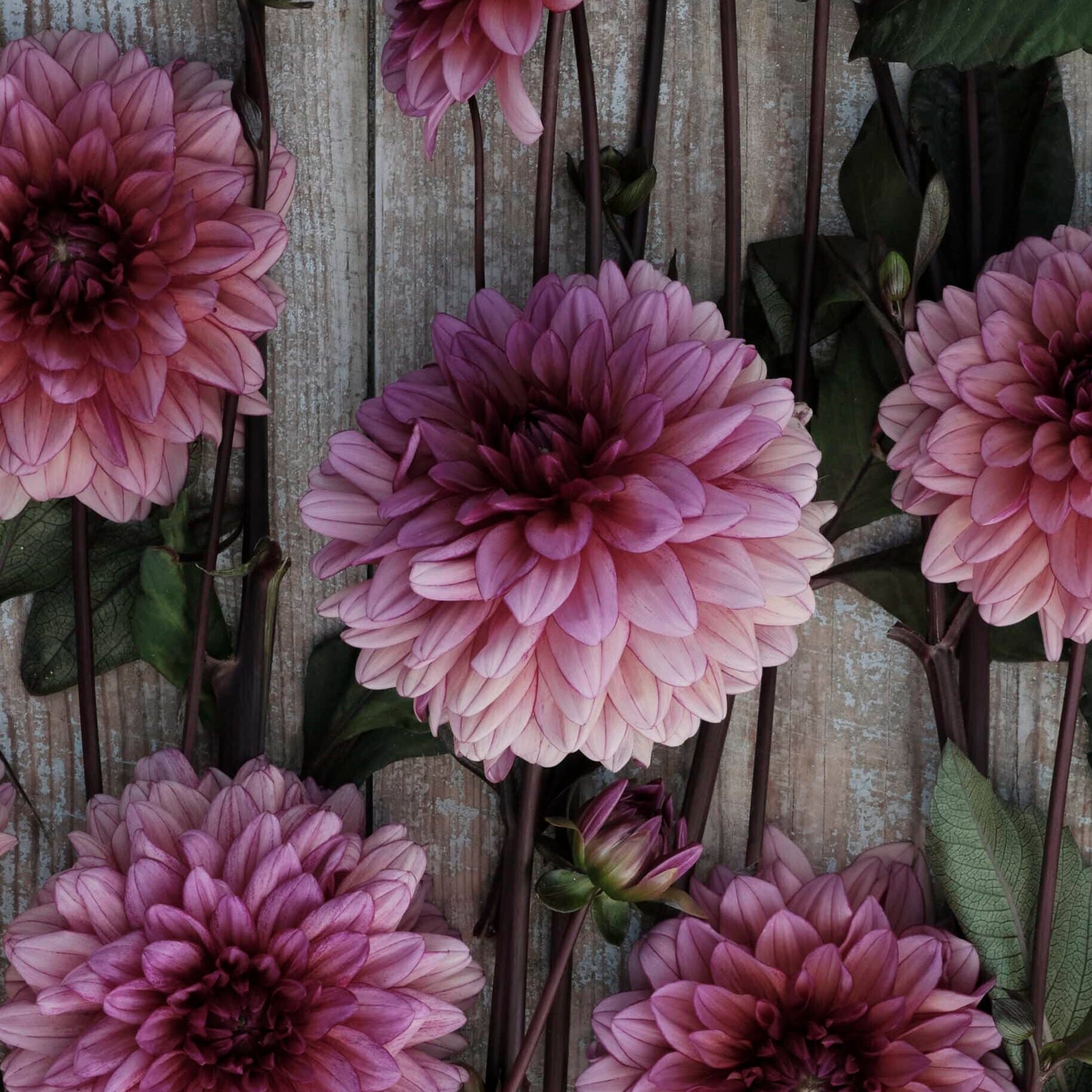 Dahlia 'Molly Raven'