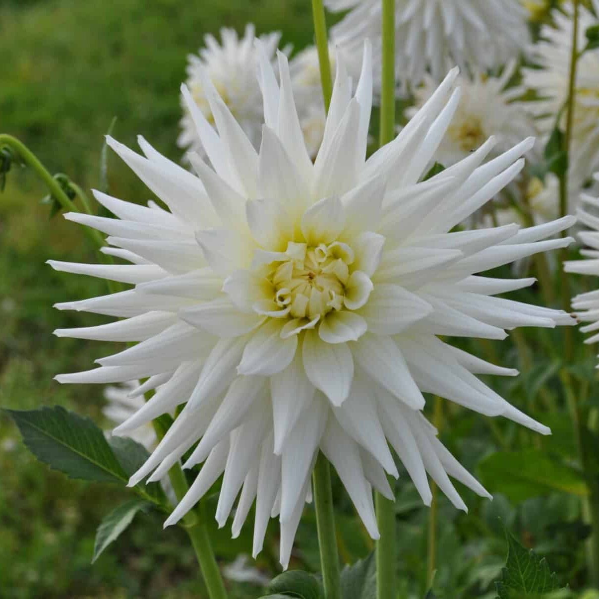 Dahlia 'Mount Tacoma'