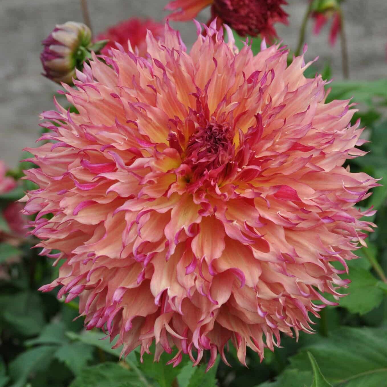 Dahlia 'Myrtle's Folly'