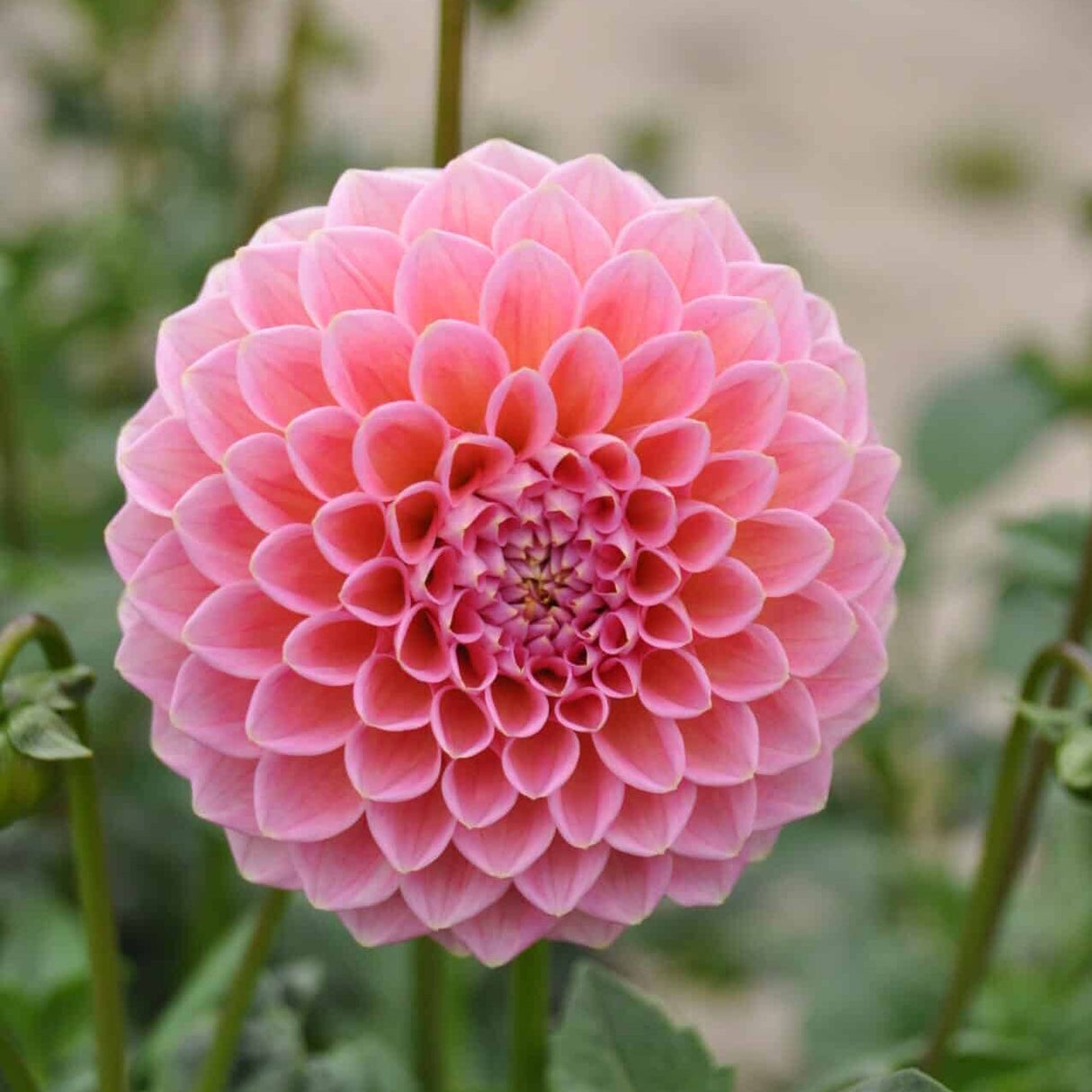 Dahlia 'Natalie G'