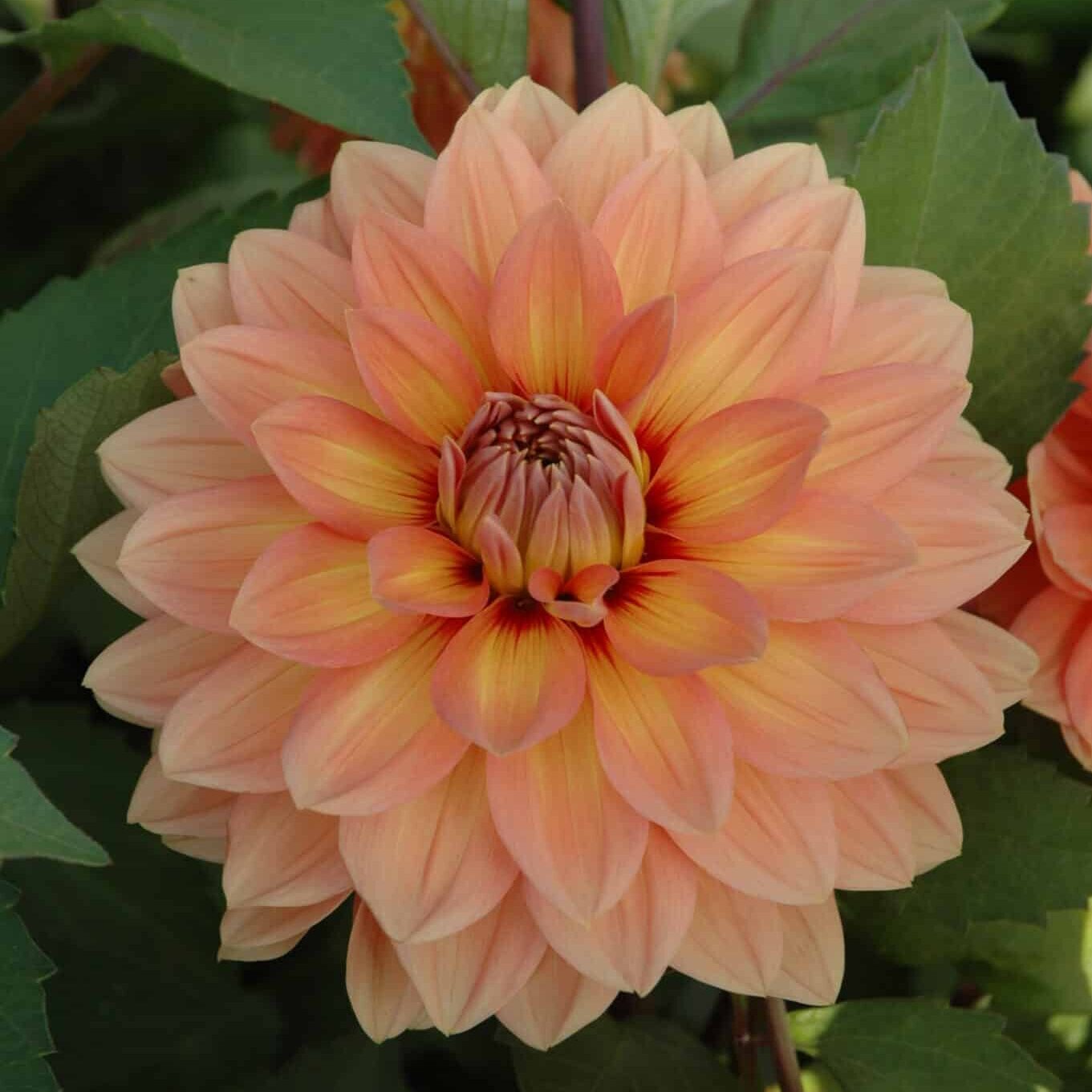 Dahlia 'Nicholas'