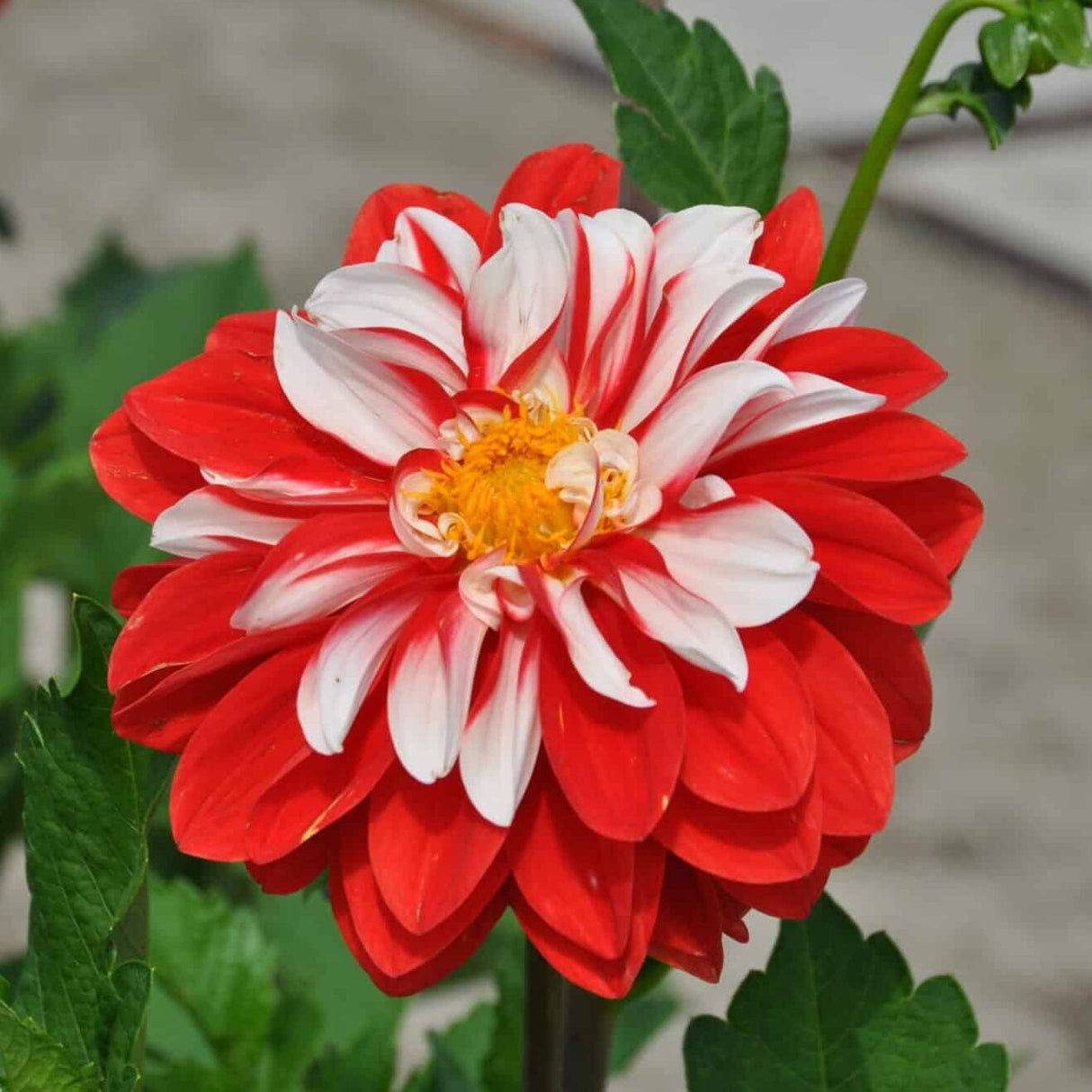 Dahlia 'Olga's Light'