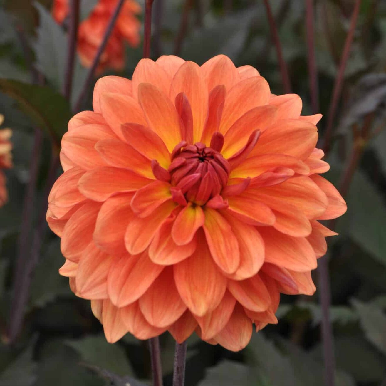 Dahlia 'Orange Pekoe'