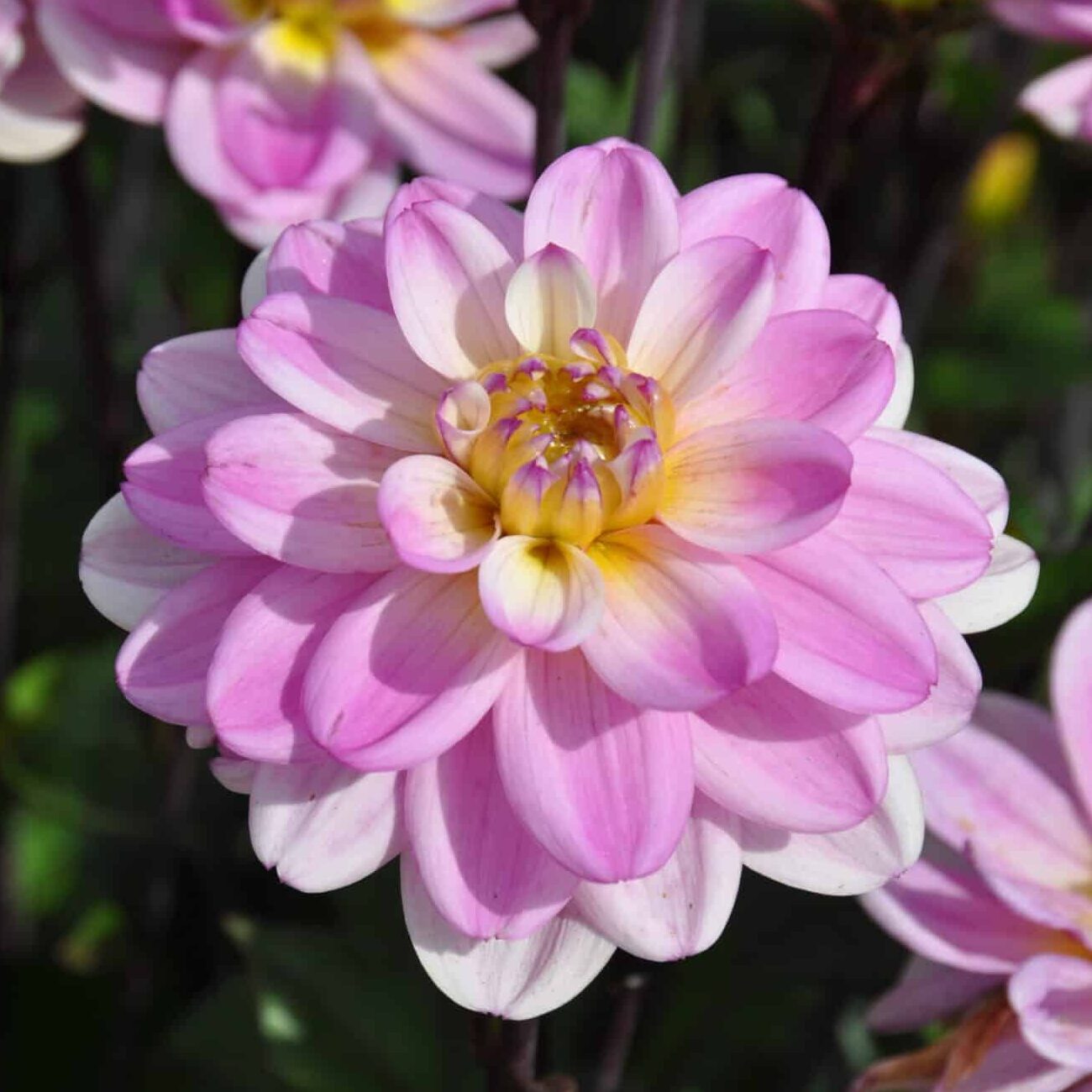 Dahlia 'Pacific Jewel'