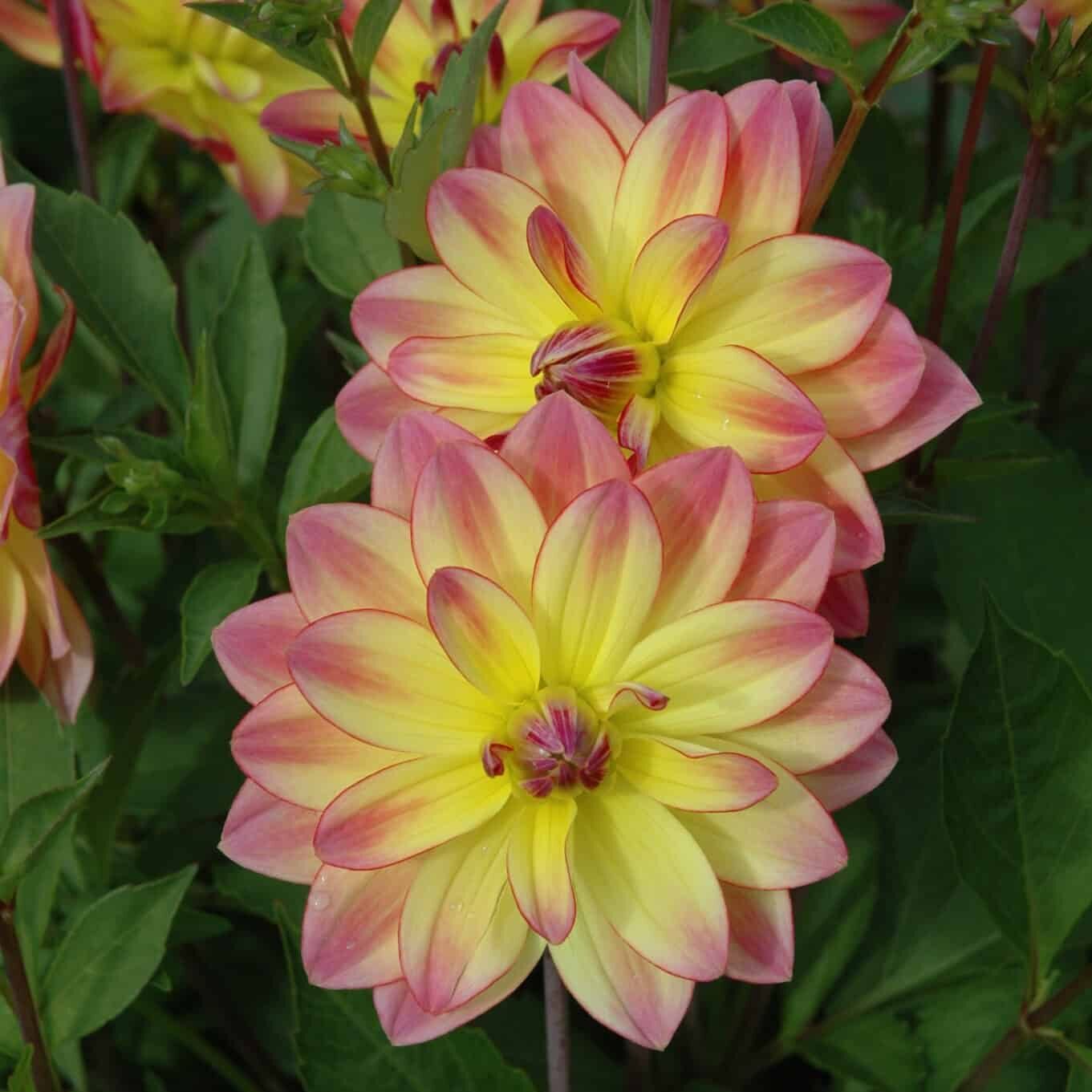 Dahlia 'Pacific Ocean'